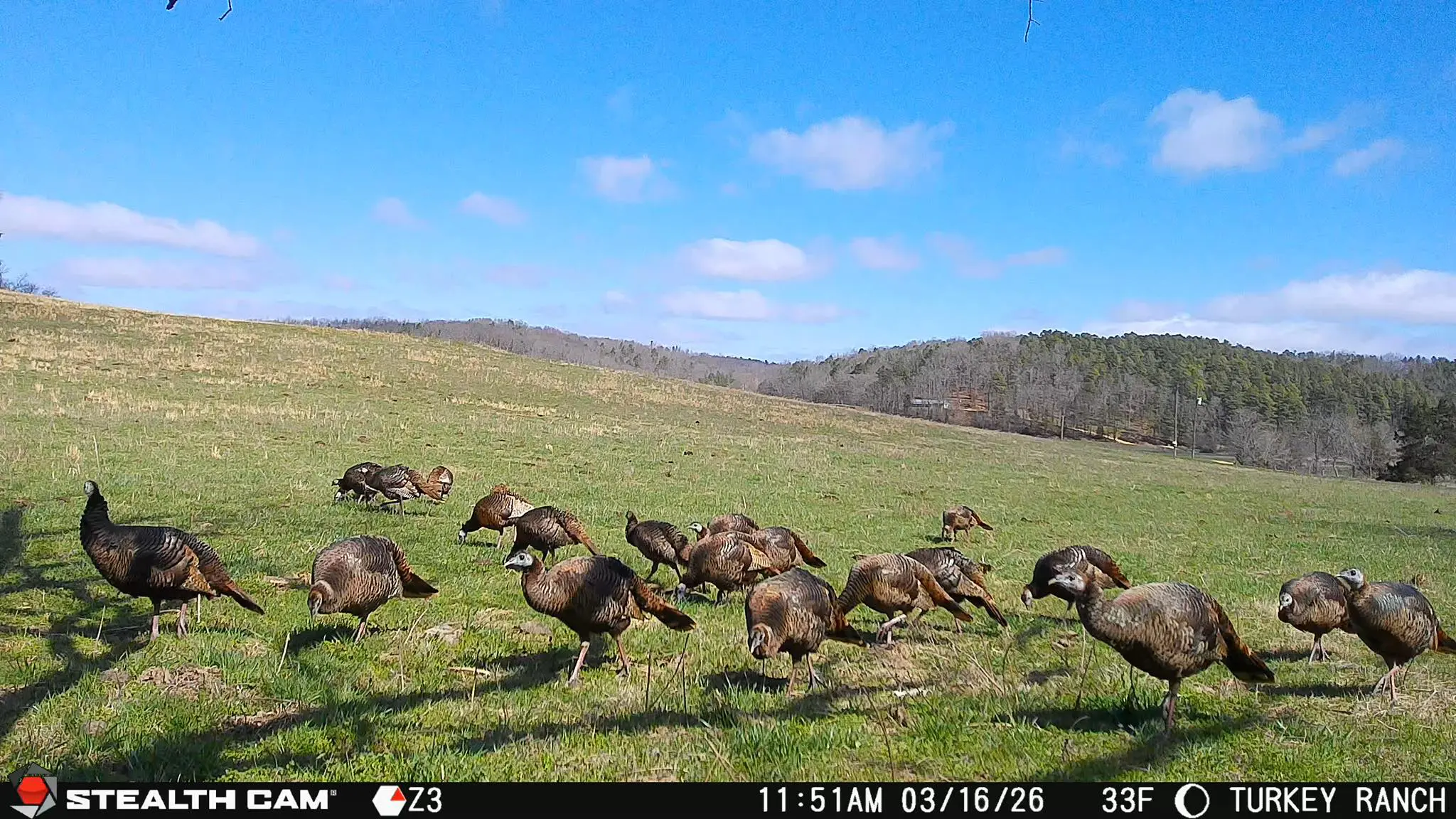 Spring Trail Cam Guide