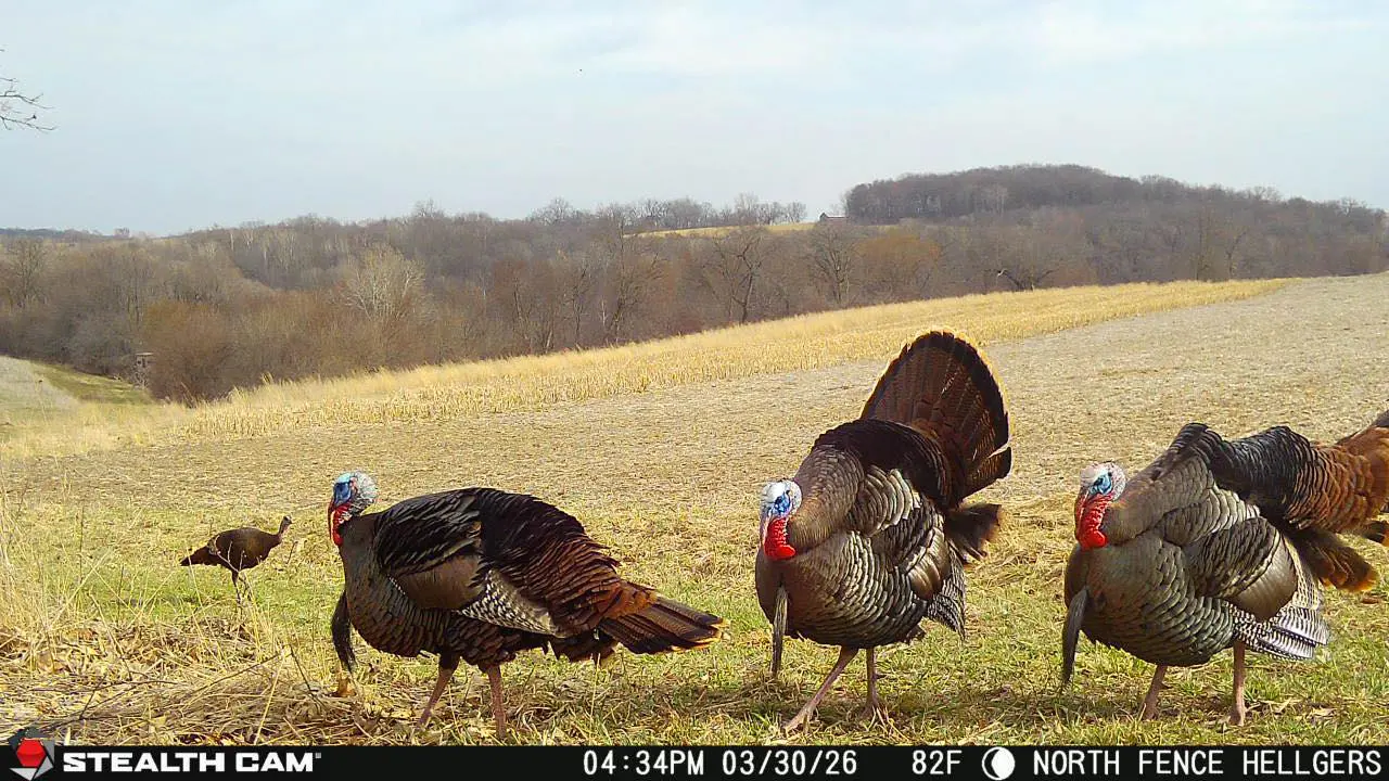 Spring Trail Cam Guide