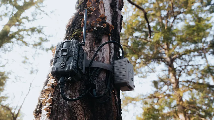 Early Summer Scouting With 3.0 Cameras 5