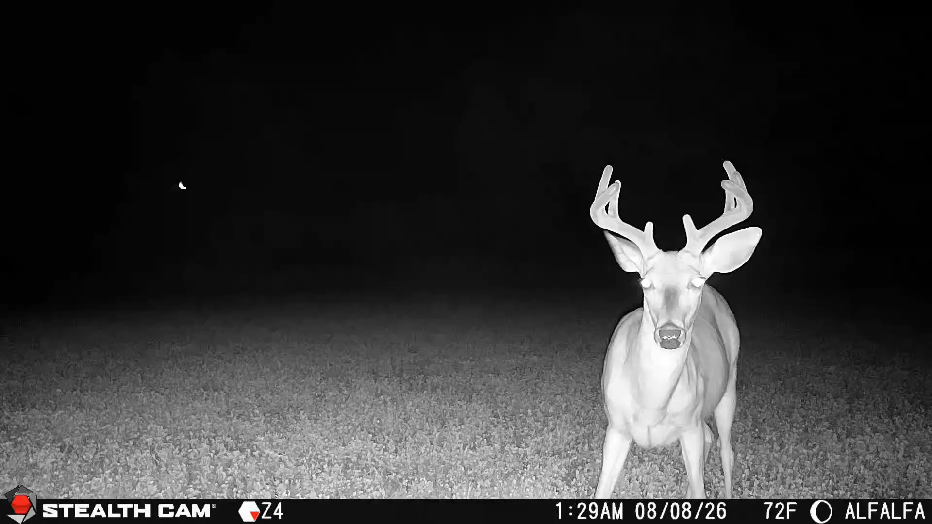Wildlife captured on a Stealth Cam trail camera