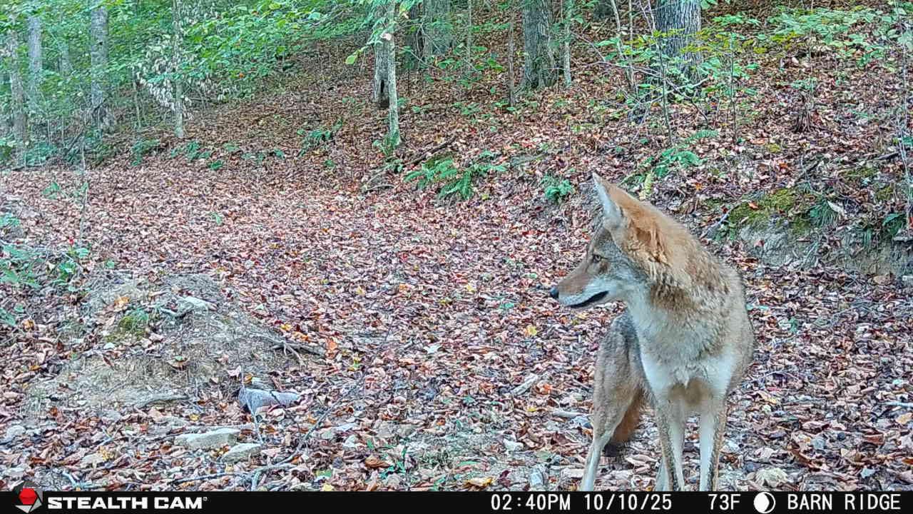 Coyote captured on a Stealth Cam trail camera